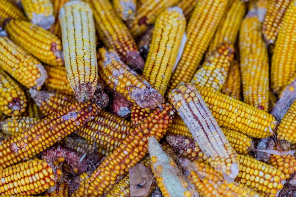 Mais Auf Dem Cob Draufsicht Hintergrund — Stockfoto