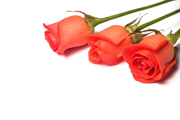 Três Lindas Rosas Laranja Isoladas Fundo Branco Copiar Espaço Livre — Fotografia de Stock