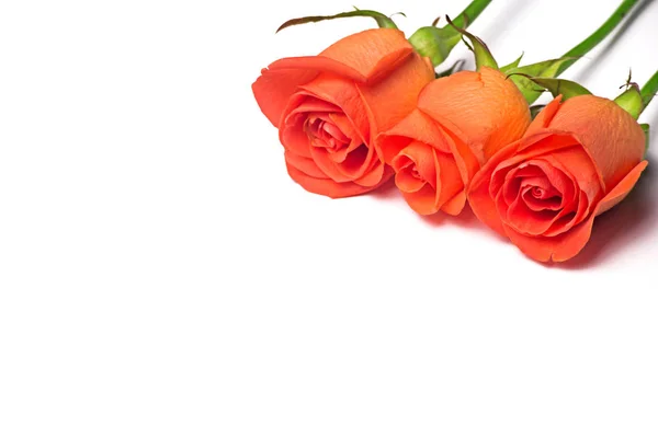 Tres Hermosas Rosas Anaranjadas Aisladas Sobre Fondo Blanco Copian Espacio —  Fotos de Stock