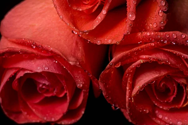 Três Lindas Rosas Laranja Close Cartão Saudação Para Feriado — Fotografia de Stock