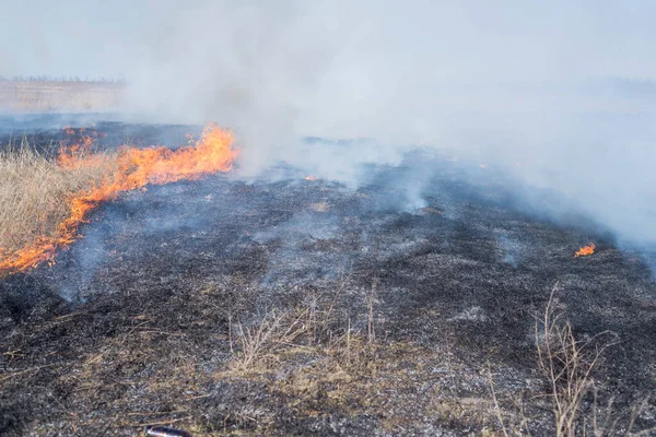 Fuego Campo Campo Quemaduras Hierba Seca — Foto de Stock