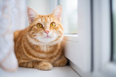 Kızıl kedi pencere pervazında oturuyor. Sevimli hayvan pencereden dışarı bakar..