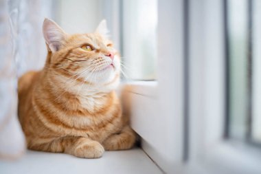 Kızıl kedi pencere pervazında oturuyor. Sevimli hayvan pencereden dışarı bakar..