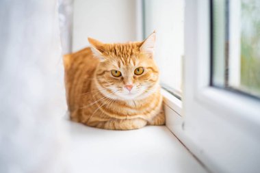 Kızıl kedi pencere pervazında oturuyor. Sevimli hayvan pencereden dışarı bakar..