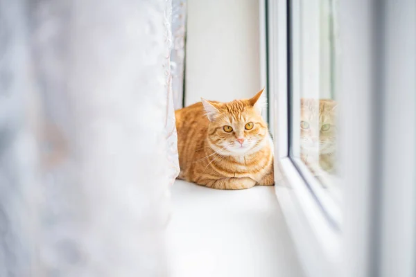 Vörös Macska Ablakpárkányon Aranyos Kisállat Néz Ablakon — Stock Fotó