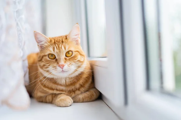 生姜猫が窓辺に腰を下ろしている かわいいペットは窓の外を見る — ストック写真