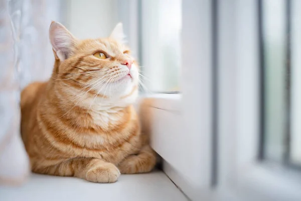 Ginger Cat Está Sentado Alféizar Ventana Linda Mascota Mira Por — Foto de Stock