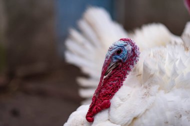 Kırsalda beyaz hindiler. Evcil kuş.