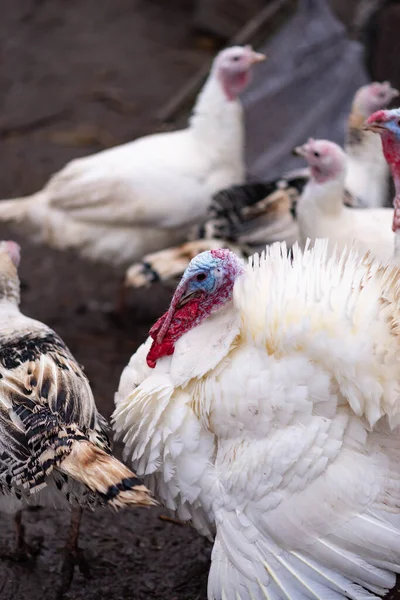 White Turkeys Countryside Domestic Bird — Stock Photo, Image