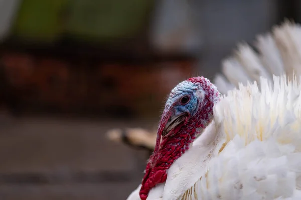 White turkeys in the countryside. Domestic bird.