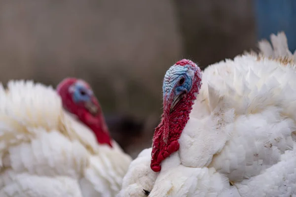 White turkeys in the countryside. Domestic bird.