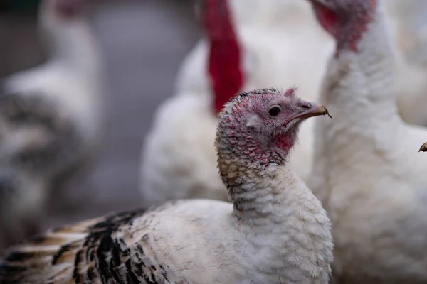 White turkeys in the countryside. Domestic bird.