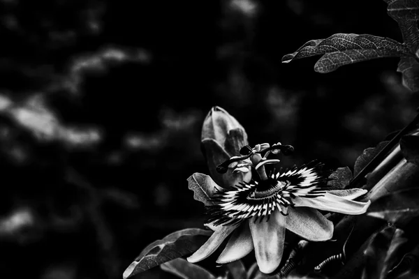 Цветки цветка флёры флёрсфиори фиори фиореллин — стоковое фото