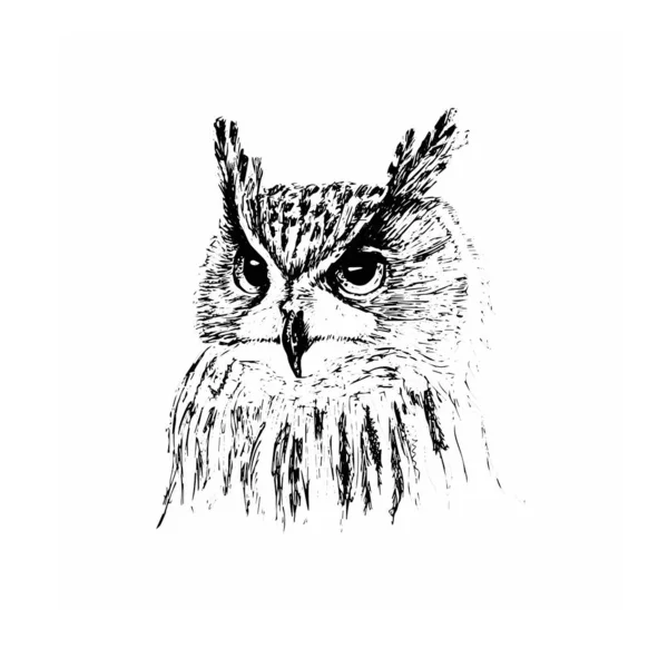 Croquis Noir Blanc Oiseau Proie Hibou Avec Belles Plumes — Image vectorielle