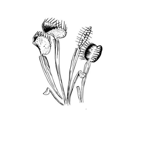 Croquis Une Plante Prédatrice Venus Flycatcher — Image vectorielle