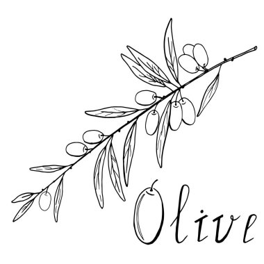 Meyveli asil zeytin dalı