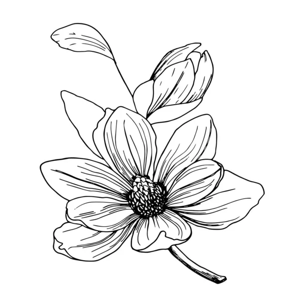 Gran flor de magnolia con un brote — Vector de stock