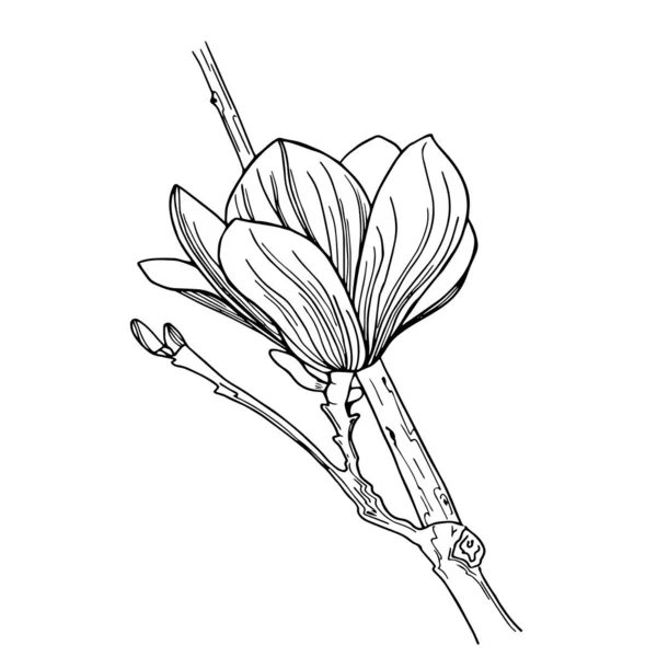 Hermoso brote de magnolia sin soplar en una rama — Vector de stock