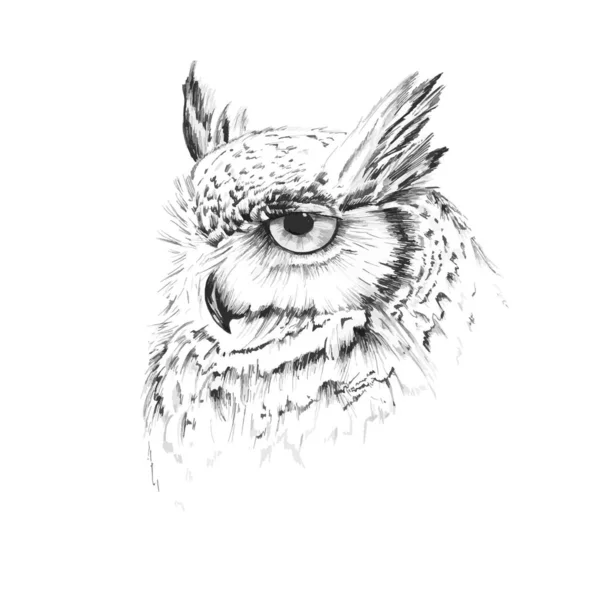 Owl with a focused look — Stok Vektör