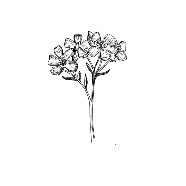 Wenus Flytrap Kwiat — Wektor stockowy