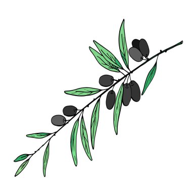 fertile olive branch with fruits