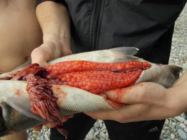 kırmızı balık insan elinde