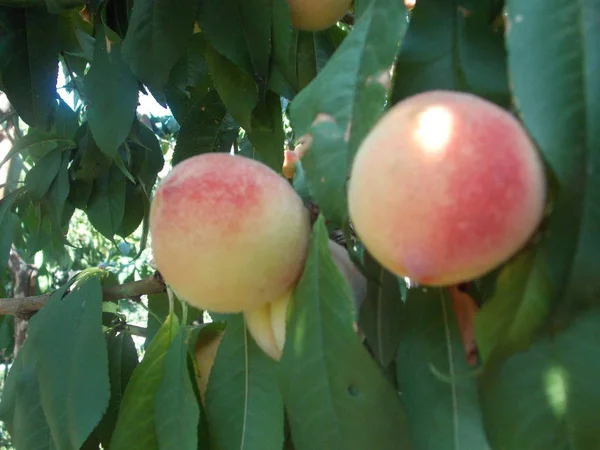 Pêssegos Uma Árvore Jardim — Fotografia de Stock