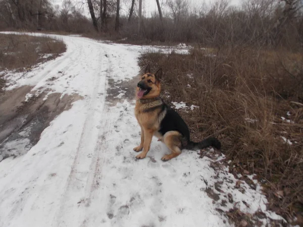 German Shepherd Walk — Stock Photo, Image