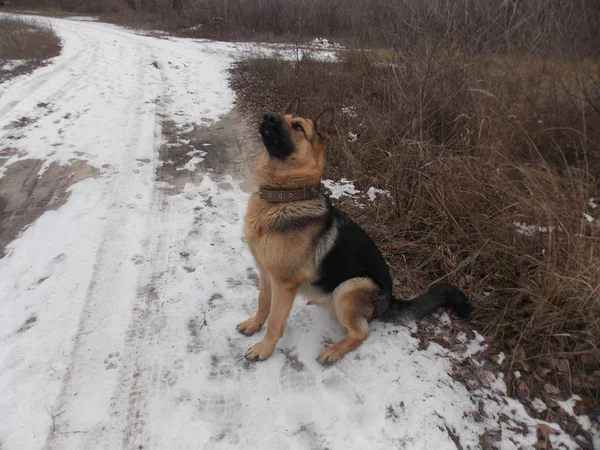 German Shepherd Walk — Stock Photo, Image