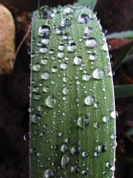 Raindrops Green Leaf — Stock Photo, Image