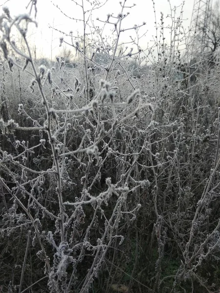 Sträucher Schnee Winter — Stockfoto