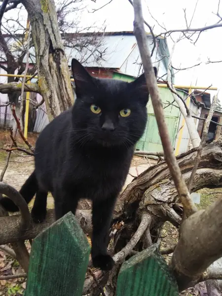 一棵树上的黑猫 — 图库照片