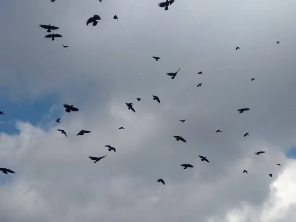 Viele Vögel Himmel — Stockfoto