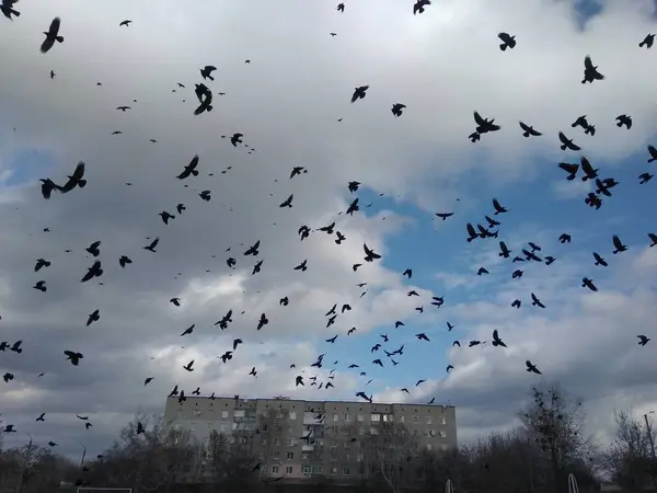 Muitos Pássaros Céu — Fotografia de Stock