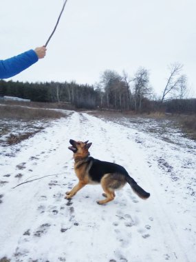 Adam köpekle yürüyor.