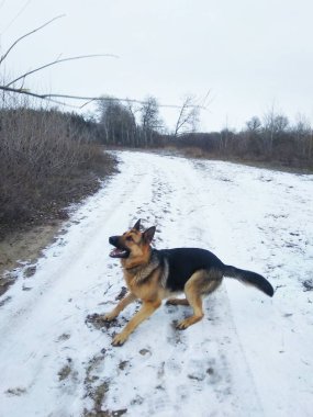 Alman çoban köpeği kış yürüyüşüne çıktı.