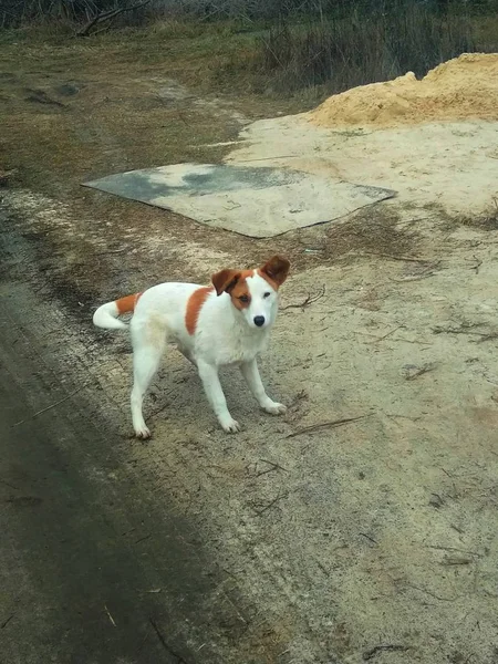 Weißer Hund Mit Braunen Flecken Auf Der Straße — Stockfoto