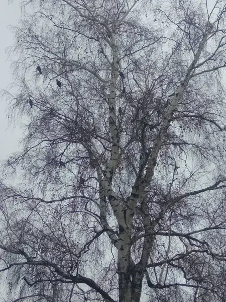 Pájaros Cima Árbol —  Fotos de Stock