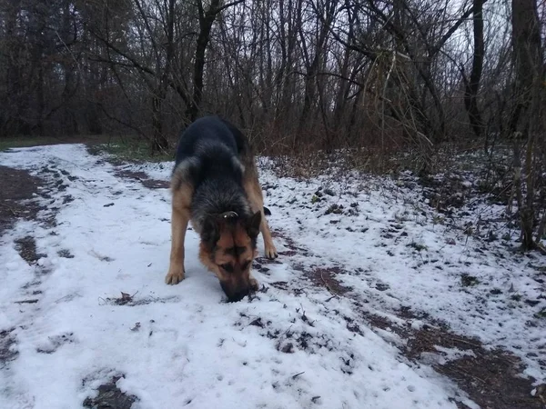 Schäferhund Winterwald — Stockfoto