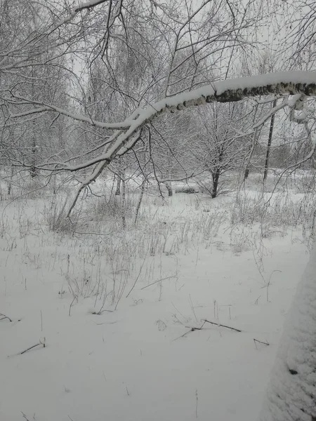 Árboles Paisaje Invierno Bosque — Foto de Stock