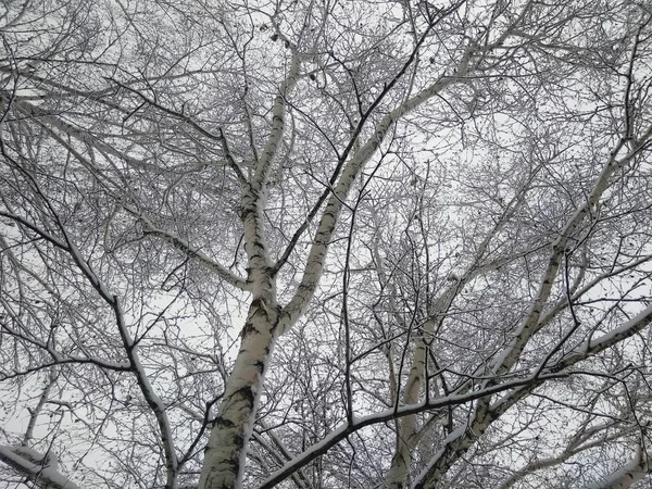 Зимові Пейзажні Дерева Лісі — стокове фото