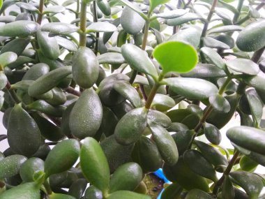 Pencere pervazındaki çömlekte yeşil çiçekler