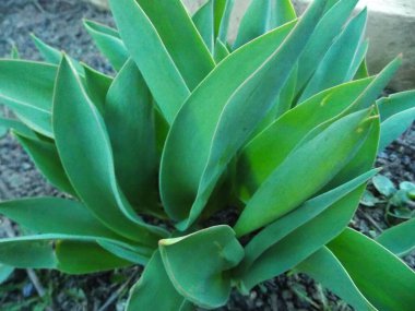 Bahçedeki yeşil bitki