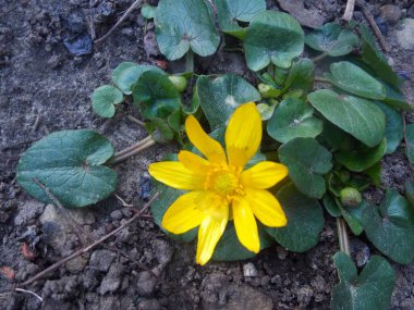 Bahçedeki sarı çiçek