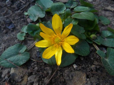 Bahçedeki sarı çiçek