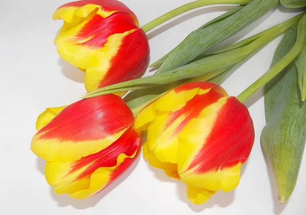 Fehér Alapon Sárga Tulipánok — Stock Fotó