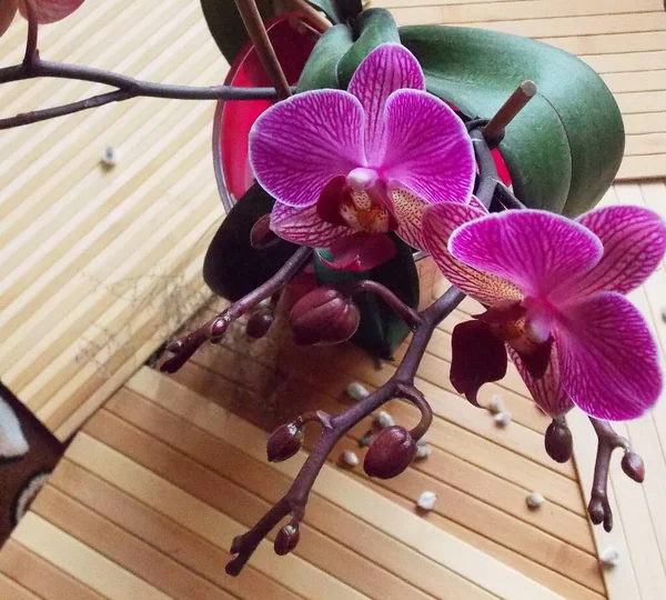 Orchidea Fondo Legno — Foto Stock