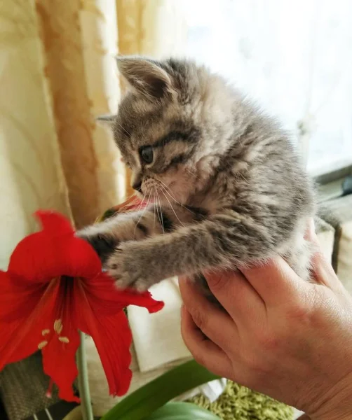 Gatinho Mão Dos Homens — Fotografia de Stock