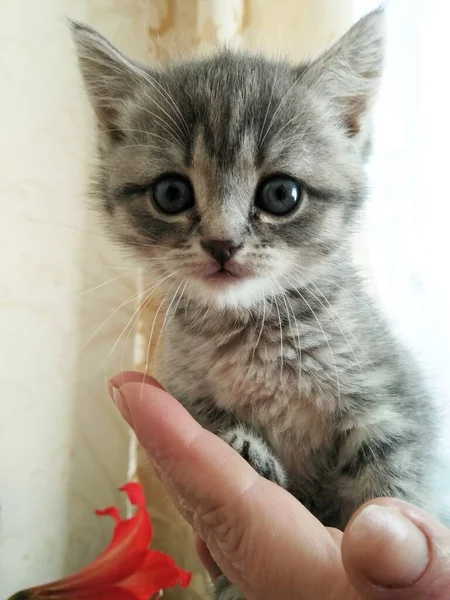 Erkeklerin Elindeki Küçük Kedi Yavrusu — Stok fotoğraf