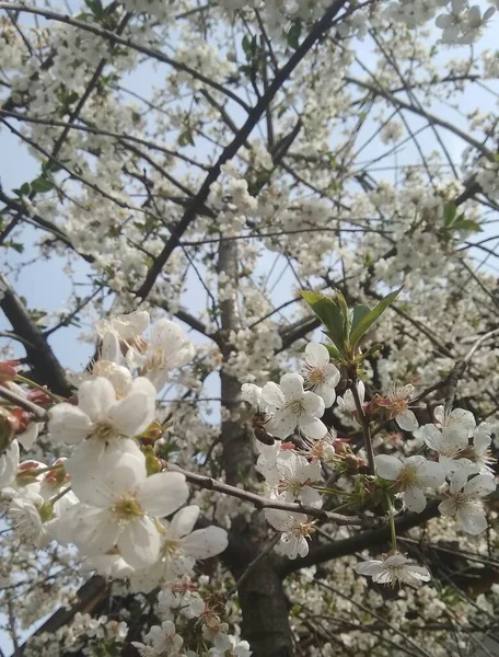 庭で桜を咲かせ — ストック写真